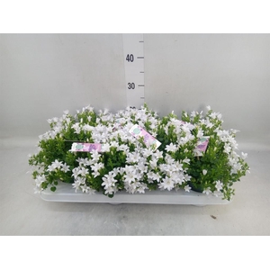 Campanula porten. 'Ambella White'