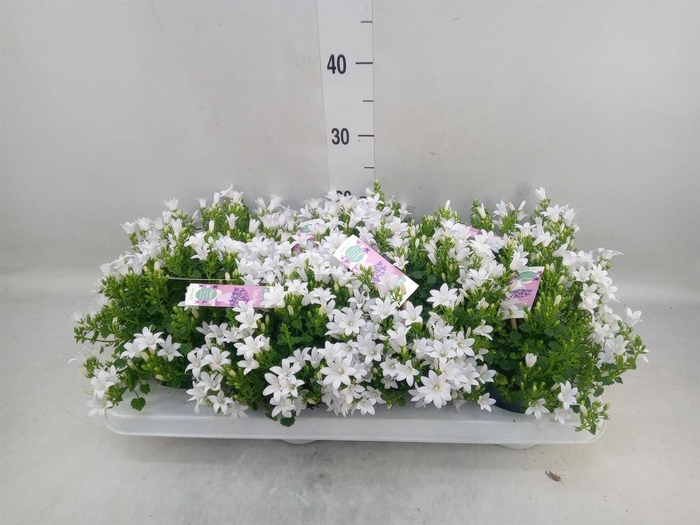 <h4>Campanula porten. 'Ambella White'</h4>