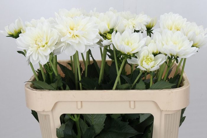 <h4>Dahlia White Margot</h4>