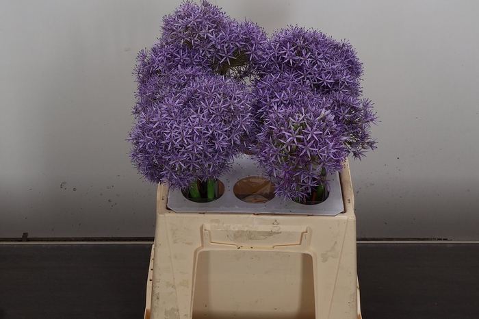 <h4>Allium Globemaster 40cm</h4>