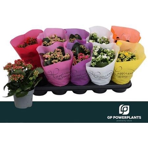 Kal Ge Perf Gem 6 Kl