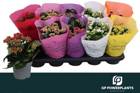 <h4>Kal Ge Perf Gem 6 Kl</h4>