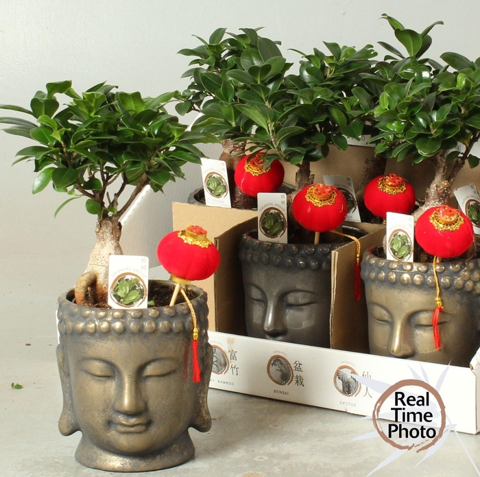 <h4>FIC MI GINSENG</h4>