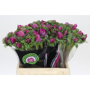 Anemone Mistral Plus Cerise