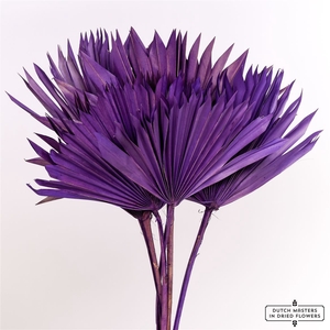 Dried Palm Sun 6pc Violet Bunch