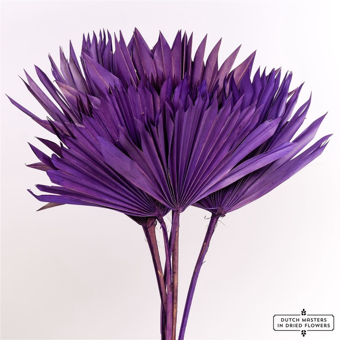 <h4>Dried Palm Sun 6pc Violet Bunch</h4>