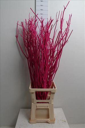 <h4>Mitsumata Col Donker Rose</h4>