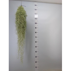 Tillandsia usneoides