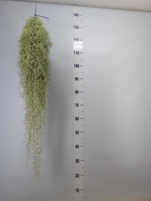 <h4>Tillandsia usneoides</h4>