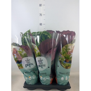 Calathea  'Medallion'