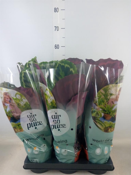 <h4>Calathea  'Medallion'</h4>