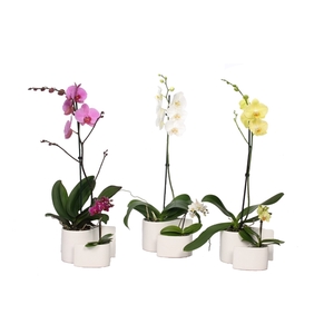 Yin Keramiek Phal Mix 1T+ Tiny Dolls 1T