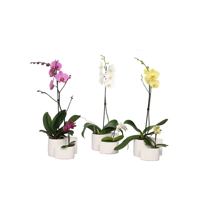 <h4>Yin Keramiek Phal Mix 1T+ Tiny Dolls 1T</h4>