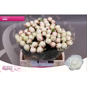 Paeonia Odile