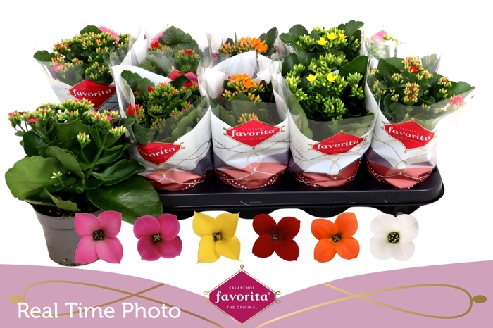 <h4>KAL EN GEM 6 KL</h4>