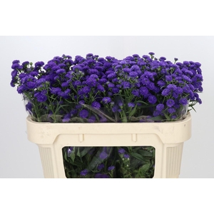 Aster Baby Parade