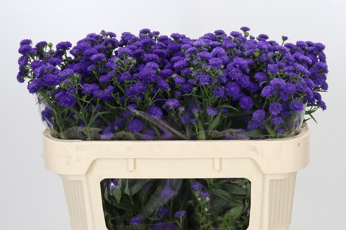 <h4>Aster Baby Parade</h4>