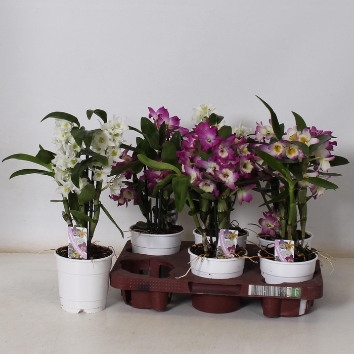 <h4>DEND NOBILE</h4>