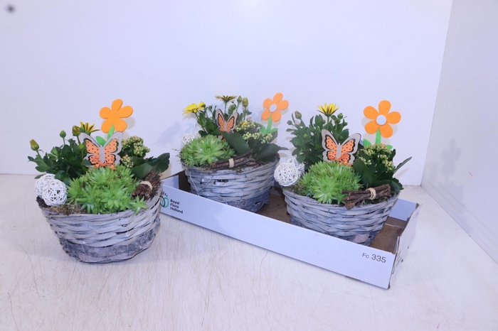 <h4>ARR TUINPLANTEN</h4>