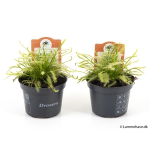 DROSERA CAPENSIS P9 NR 126 GROEN-WIT