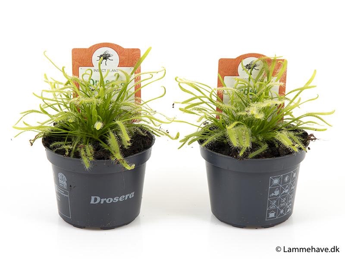 <h4>DROSERA CAPENSIS P9 NR 126 GROEN-WIT</h4>