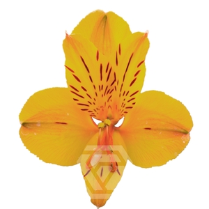 ALSTR GOLD 60CM Tessa