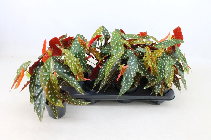 <h4>BEG MACULATA</h4>