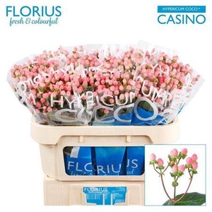 Hyp Coco Casino 70cm