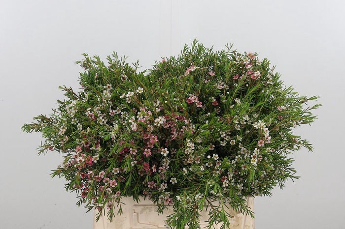 <h4>Chamelauc Sweet 16</h4>