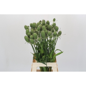 Dipsacus Fullonum
