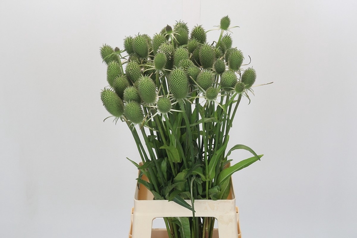 <h4>Dipsacus Fullonum</h4>