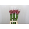 Nerine Roussy