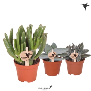 Kolibri Greens Succulenten Crassula mix
