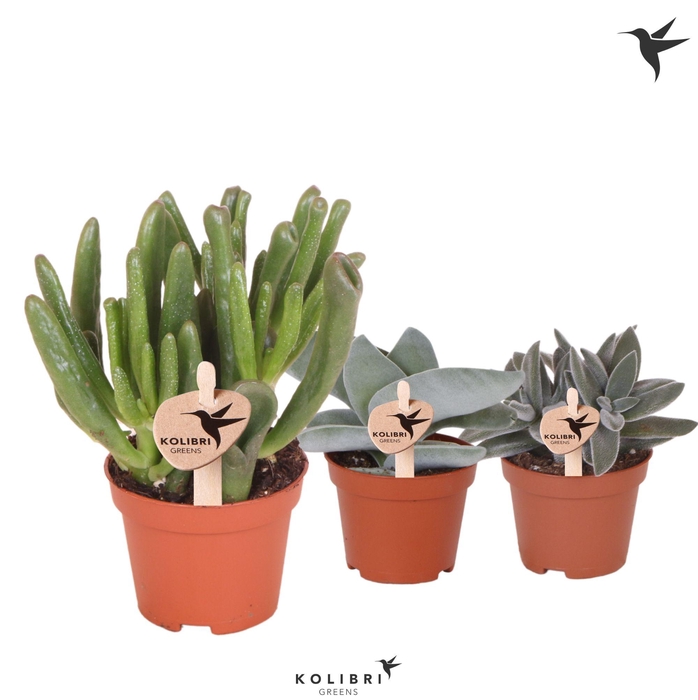 <h4>Kolibri Greens Succulenten Crassula mix</h4>