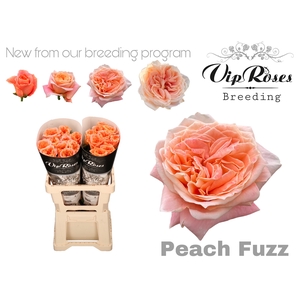 R Gr Peach Fuzz