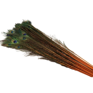 Feather Peacock L90-100 Natural Orange