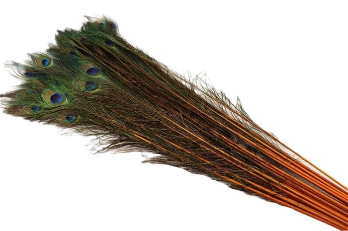 Feather Peacock L90-100 Natural Orange