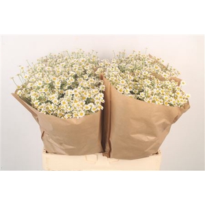 Tanacetum Single Vegmo X100