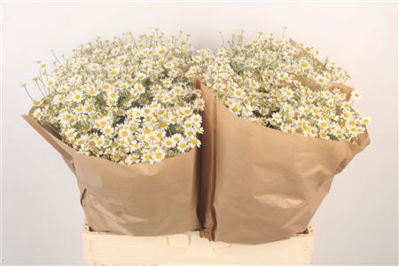 <h4>Tanacetum Single Vegmo X100</h4>