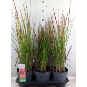Imperata cylindrica 'Red Baron'