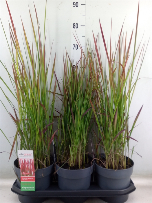 <h4>Imperata cylindrica 'Red Baron'</h4>