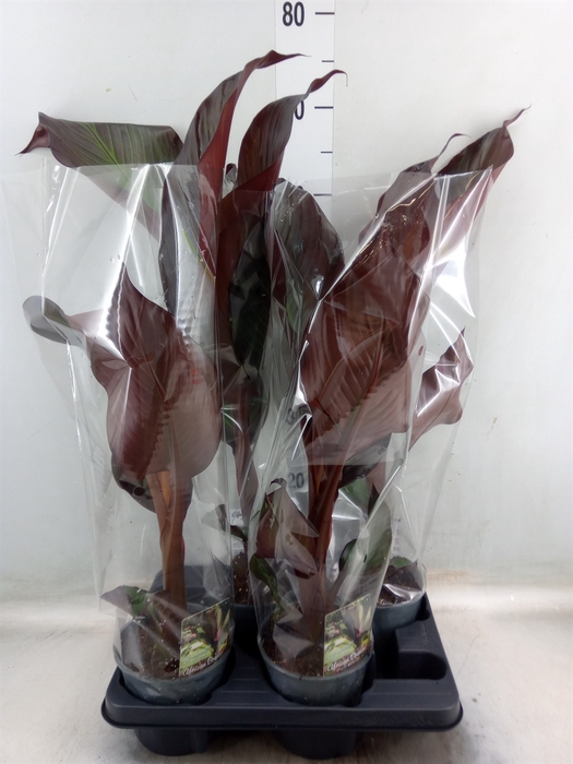 <h4>Ensete ventricosum 'Maurelii'</h4>