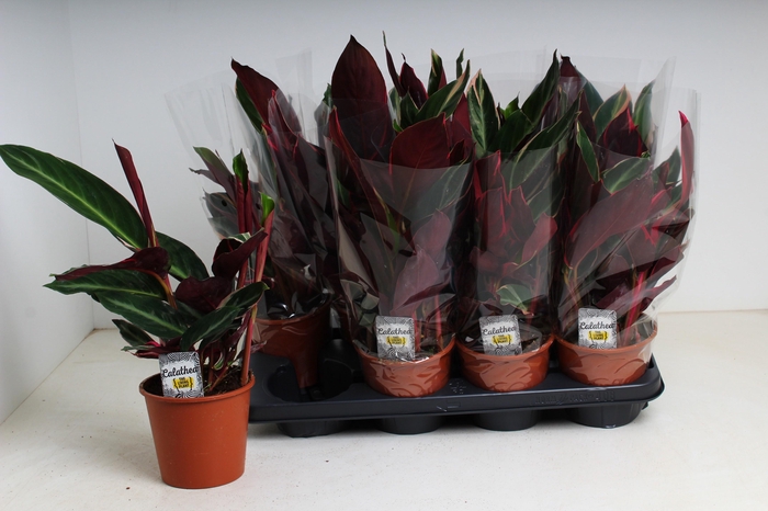 <h4>STROM SA TRIOSTAR</h4>