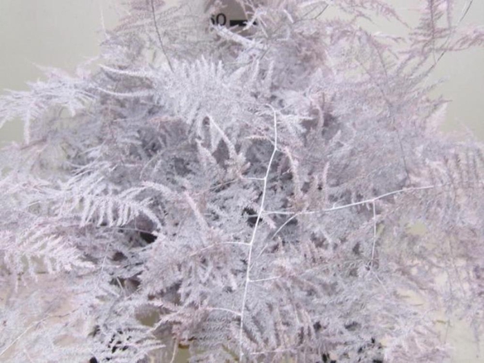 <h4>Asp Lang Get Baby Rose</h4>
