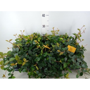 Peperomia  'Rocca Scuro'