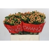 Hypericum Mellow Romance