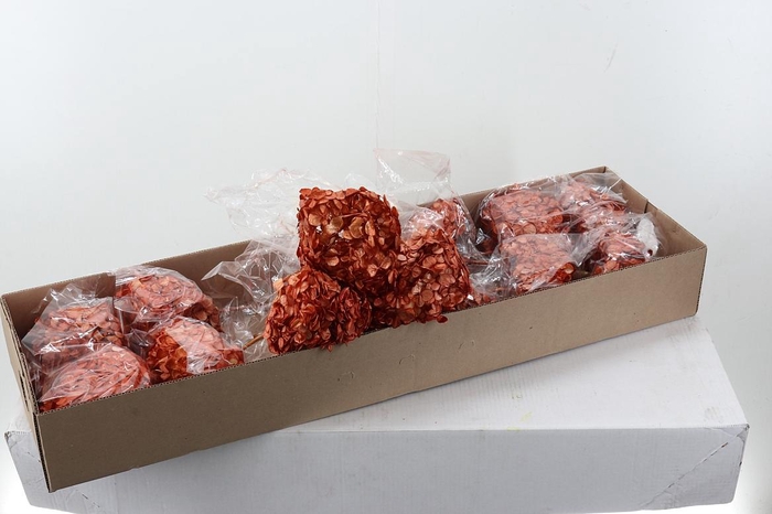 <h4>Hydr Preserved Antioquia Premium</h4>