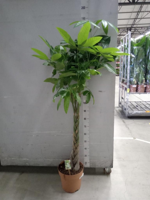 <h4>Pachira aquatica</h4>