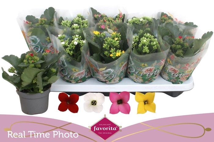 <h4>KAL EN GEM 4 KL</h4>