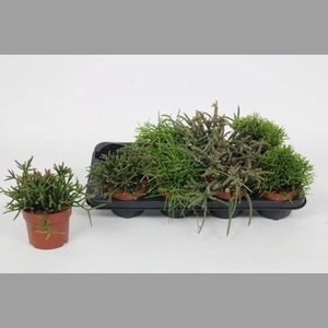 RHIPSALIS GEM
